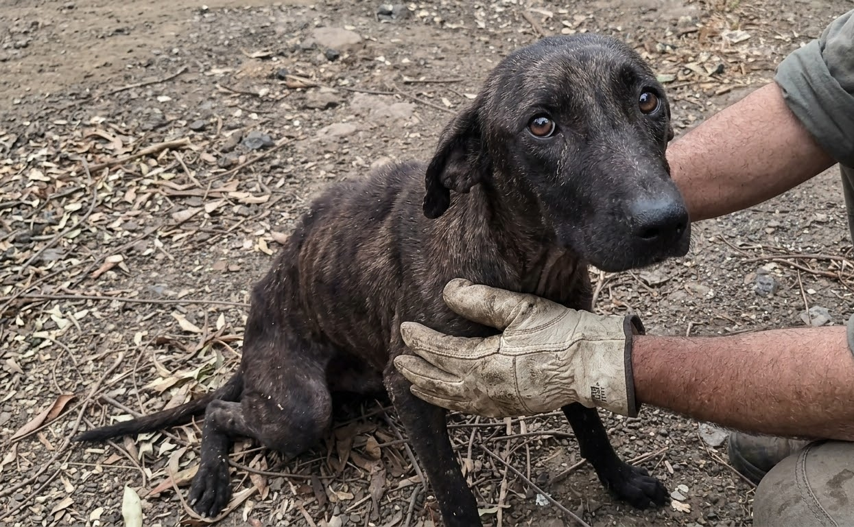 A Thin Mother Dog Kept Watching the Trees—Then Rescuers Found the Six Lives She Was Protecting