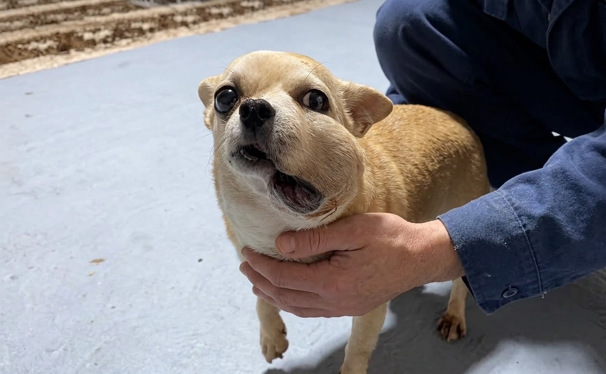 A Small Dog Faced a Terrifying Illness, Yet He Still Reached Toward People