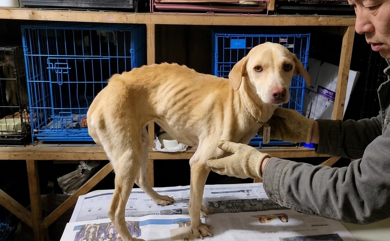 Vanilla Was Barely Holding Herself Up—Then Her Steps Began to Tell a Different Story
