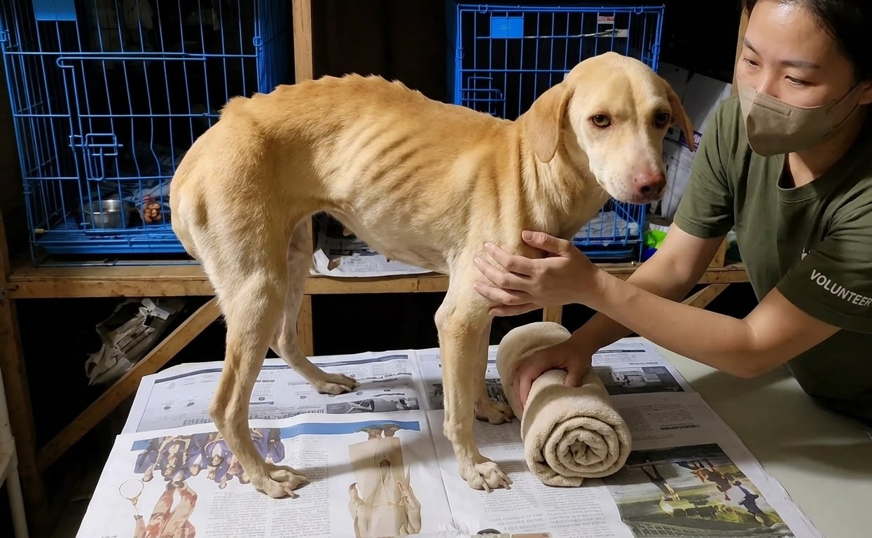 Vanilla Was Barely Holding Herself Up—Then Her Steps Began to Tell a Different Story