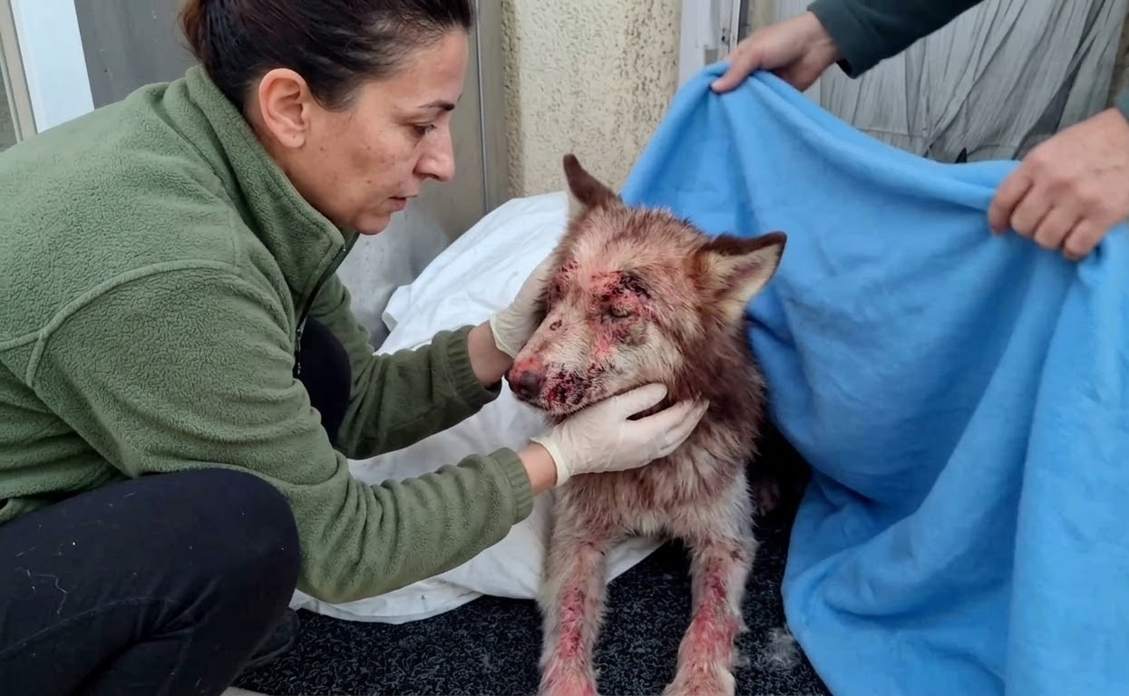 His Skin Was Raw and Every Step Hurt, but Someone Finally Treated Him Gently