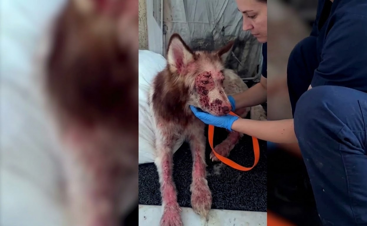 His Skin Was Raw and Every Step Hurt, but Someone Finally Treated Him Gently
