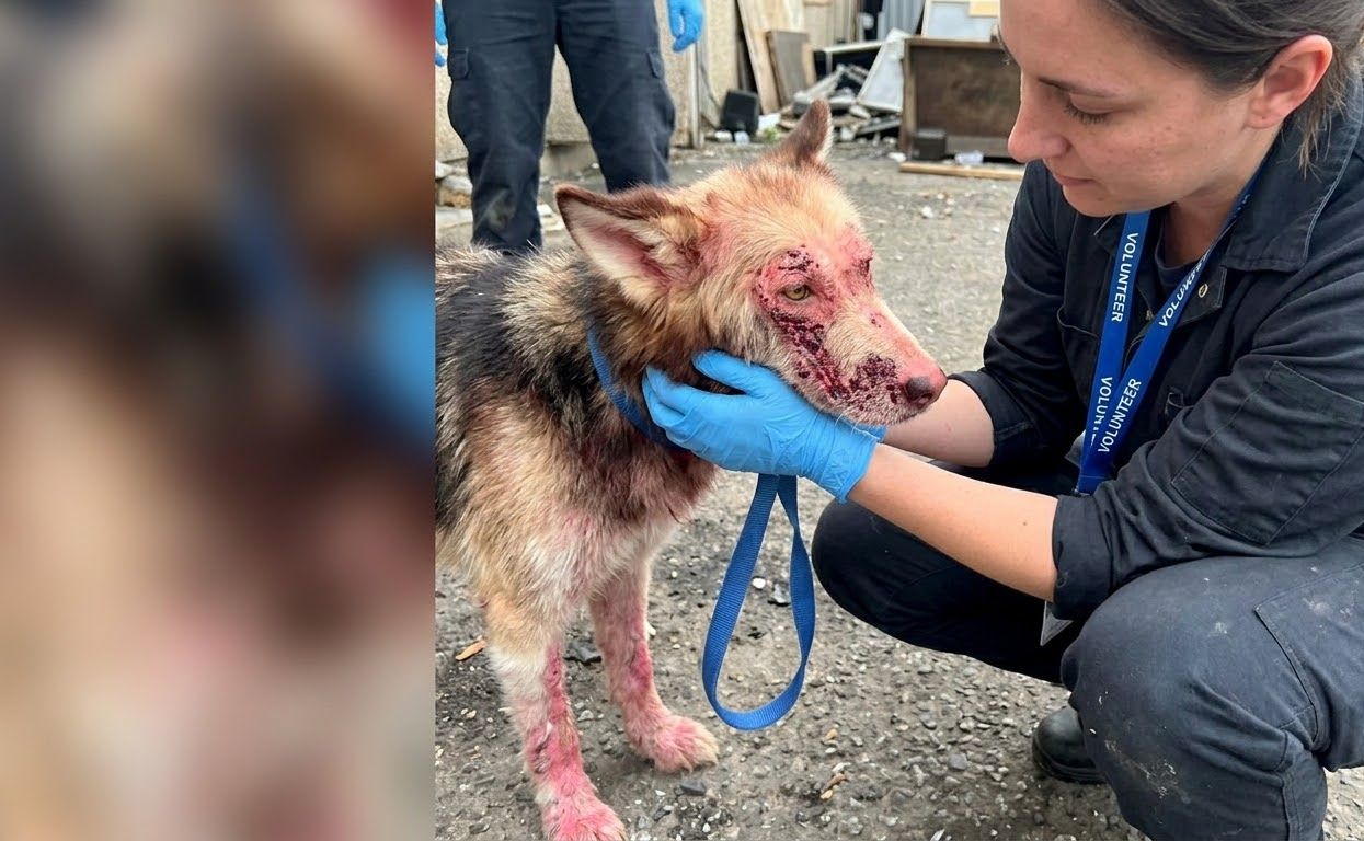 His Skin Was Raw and Every Step Hurt, but Someone Finally Treated Him Gently