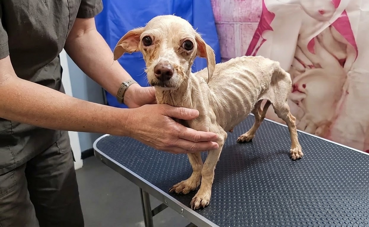 On the Examination Table, a Fragile Little Dog Finally Had Someone Beside Her