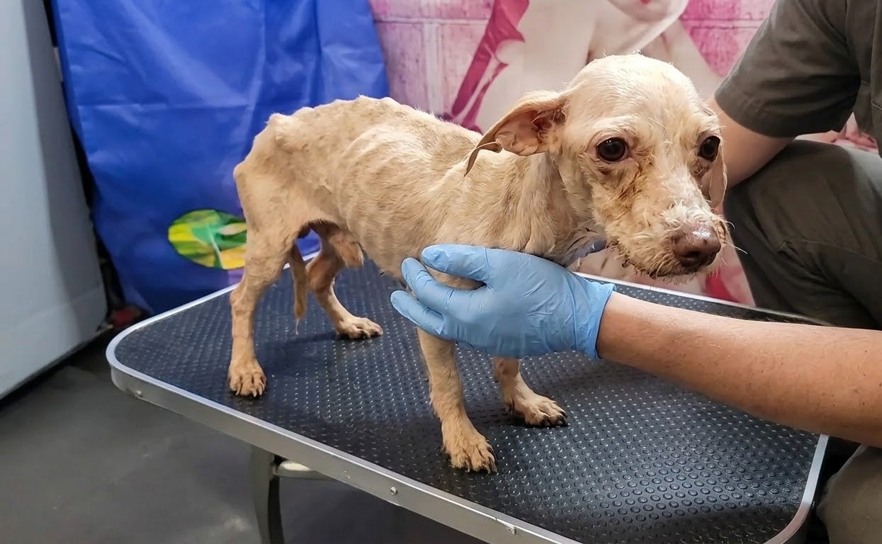 On the Examination Table, a Fragile Little Dog Finally Had Someone Beside Her