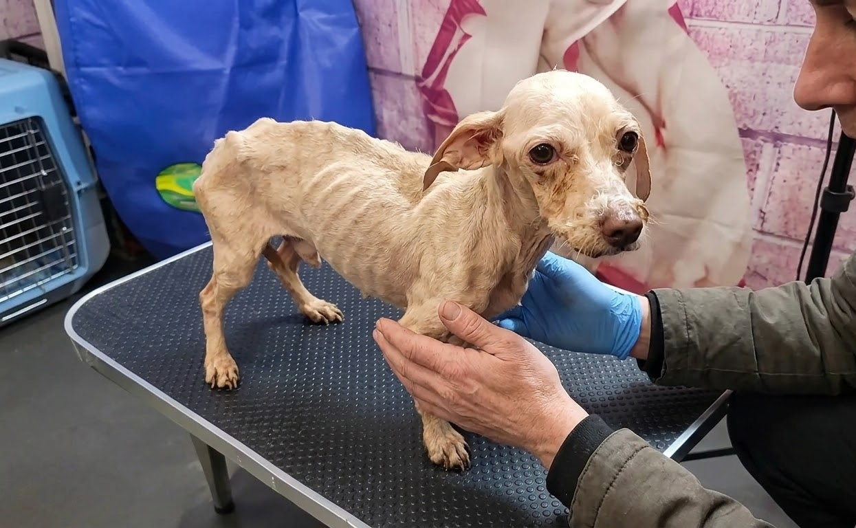 On the Examination Table, a Fragile Little Dog Finally Had Someone Beside Her