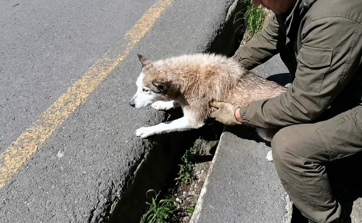 A Husky Puppy Collapsed Near the Road, and His Rescue Became a Fight to Bring His Fever Down