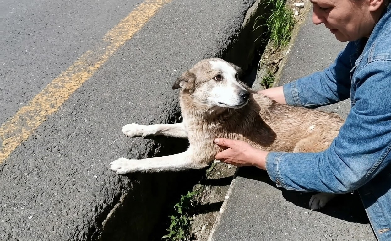 A Husky Puppy Collapsed Near the Road, and His Rescue Became a Fight to Bring His Fever Down