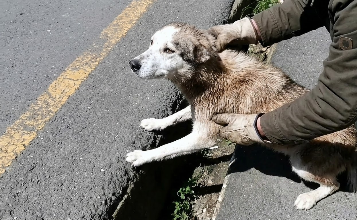 A Husky Puppy Collapsed Near the Road, and His Rescue Became a Fight to Bring His Fever Down