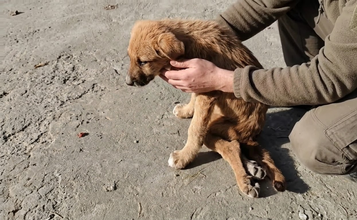 A Tiny Stray Could Barely Rise From the Roadside—Then Someone Looked Closer