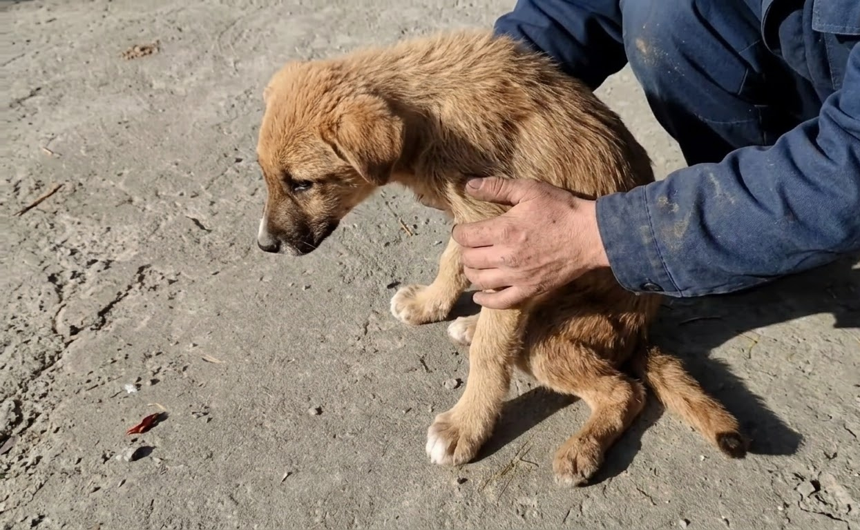 A Tiny Stray Could Barely Rise From the Roadside—Then Someone Looked Closer