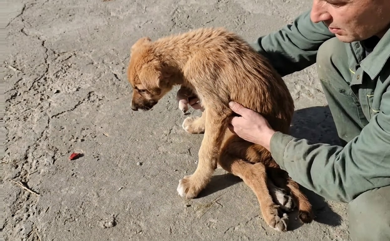 A Tiny Stray Could Barely Rise From the Roadside—Then Someone Looked Closer