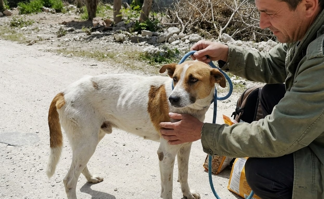 They Had Been Looking for Her—Then a Wounded Stray Finally Let Someone Come Close