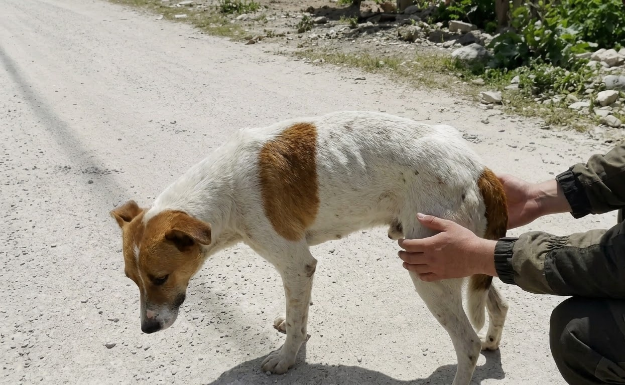They Had Been Looking for Her—Then a Wounded Stray Finally Let Someone Come Close