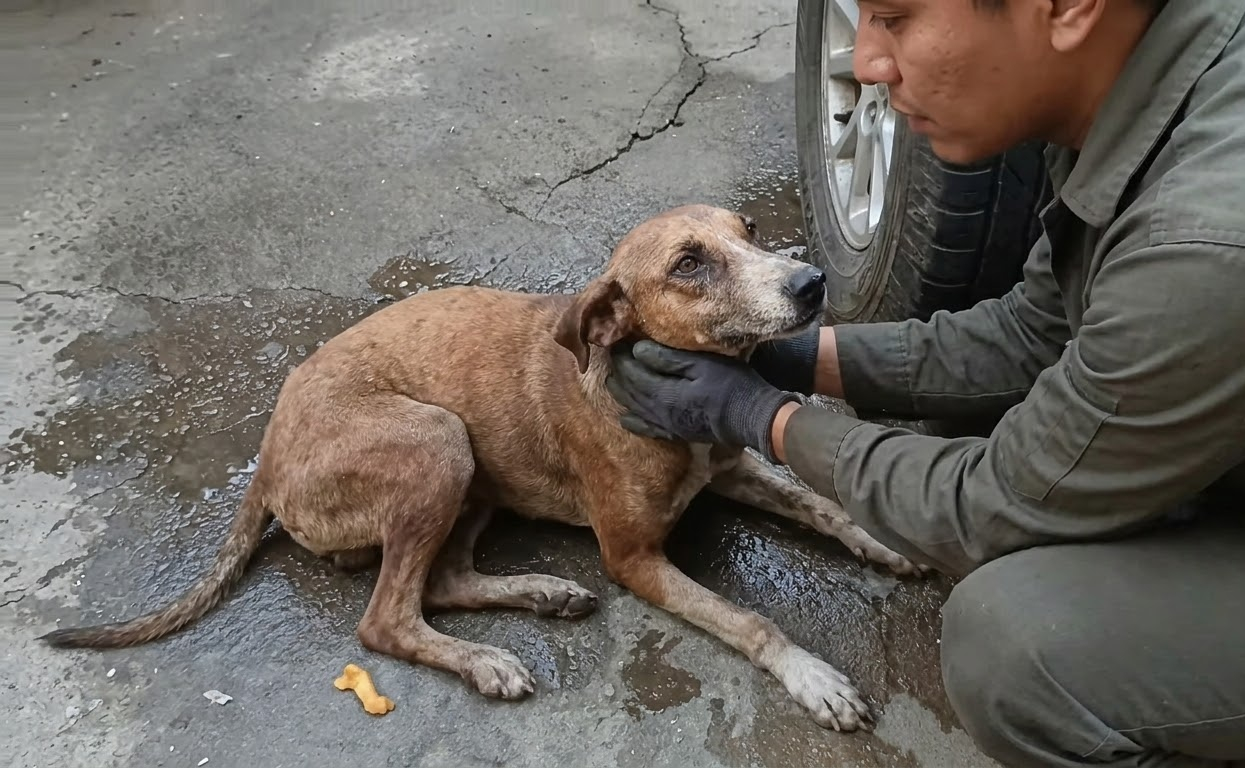 Benji Could Barely Move When Help Found Him, but His Recovery Began With Someone Stopping