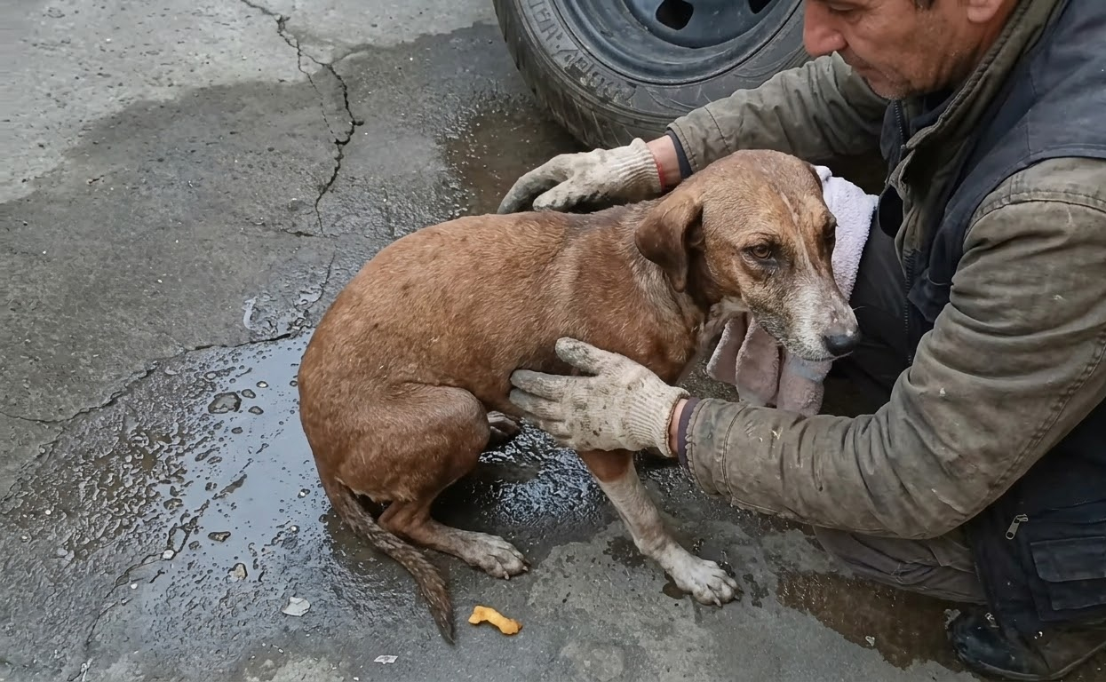 Benji Could Barely Move When Help Found Him, but His Recovery Began With Someone Stopping