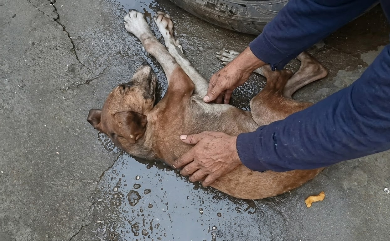 Benji Could Barely Move When Help Found Him, but His Recovery Began With Someone Stopping