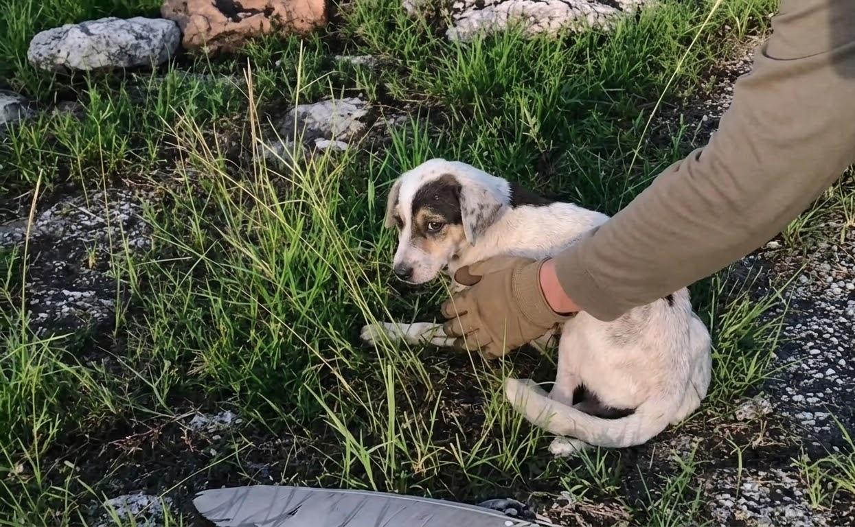 The Dog in the Grass Was Barely Moving, Then He Reached for the Water