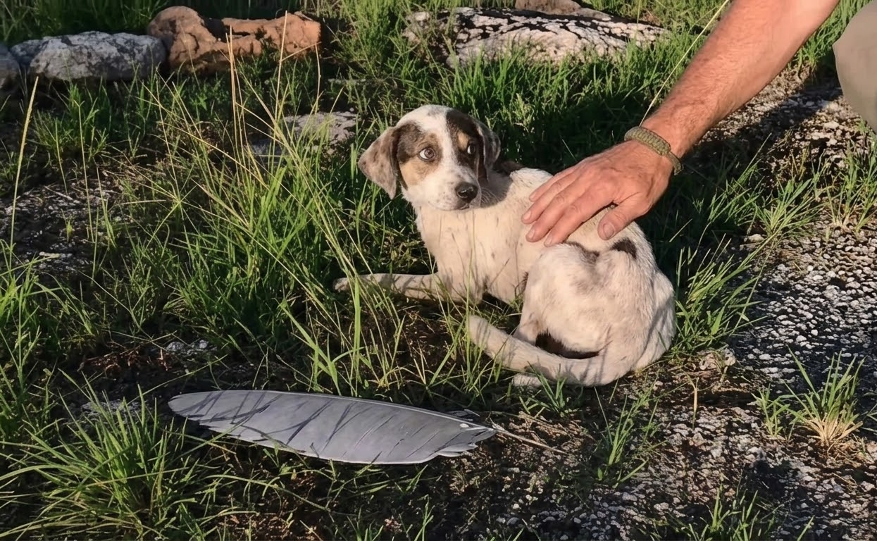 The Dog in the Grass Was Barely Moving, Then He Reached for the Water