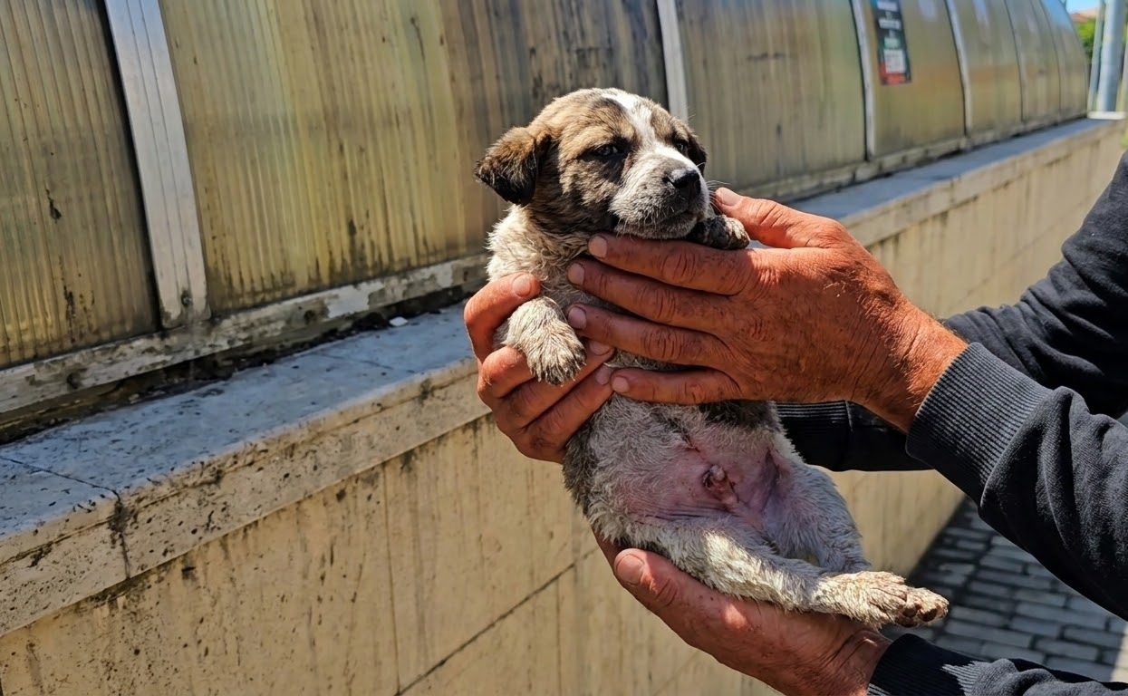 A Forgotten Box by the Road Held a Puppy Who Could Barely Move