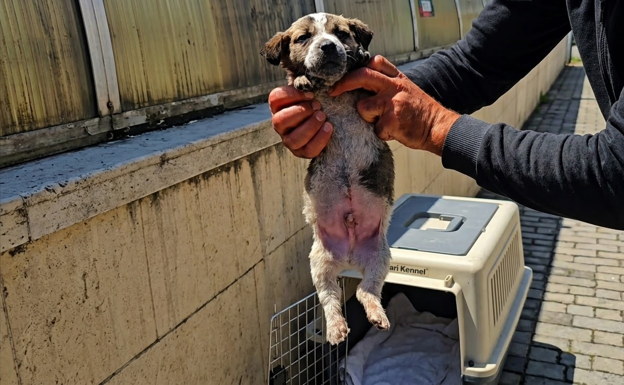 A Forgotten Box by the Road Held a Puppy Who Could Barely Move