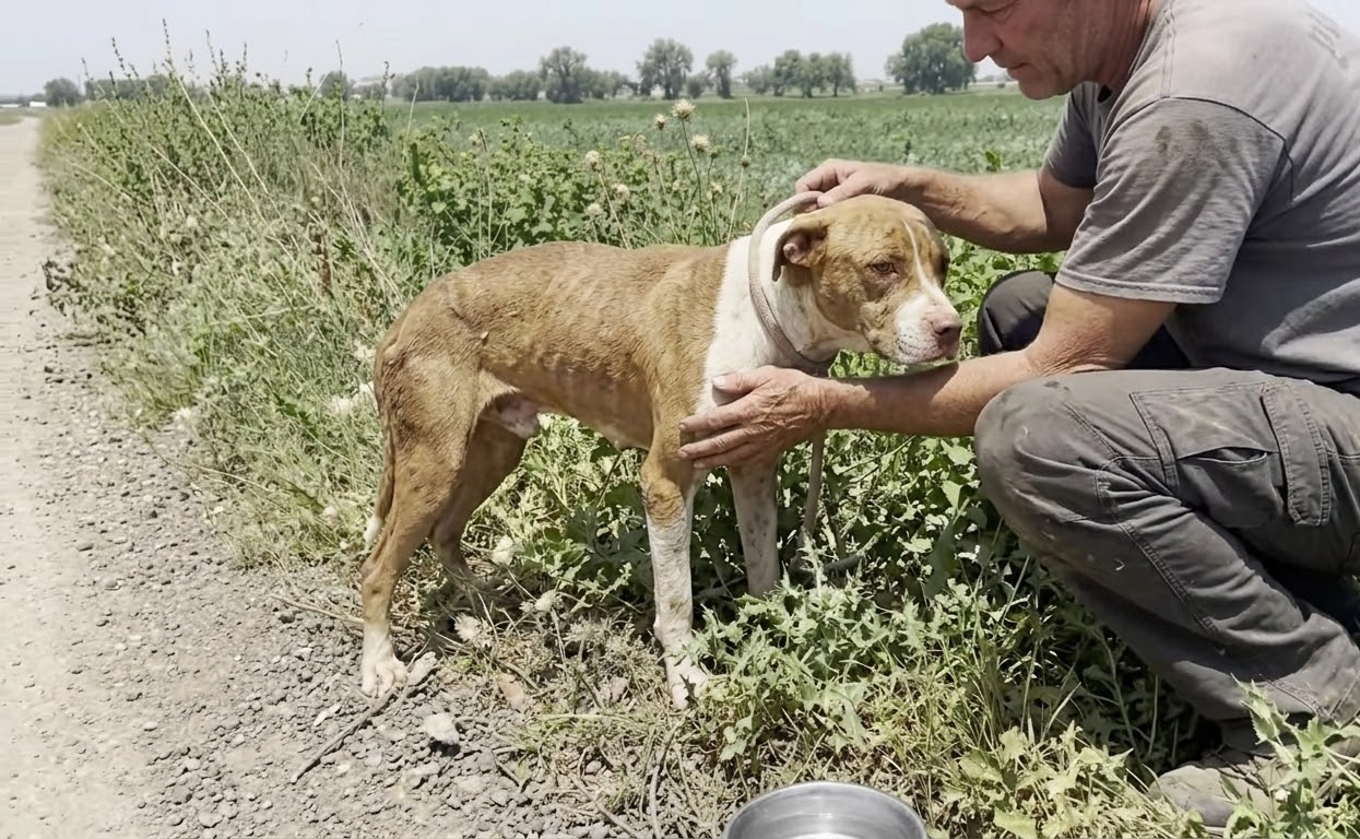Every Step Hurt, but This Roadside Dog Had Not Given Up