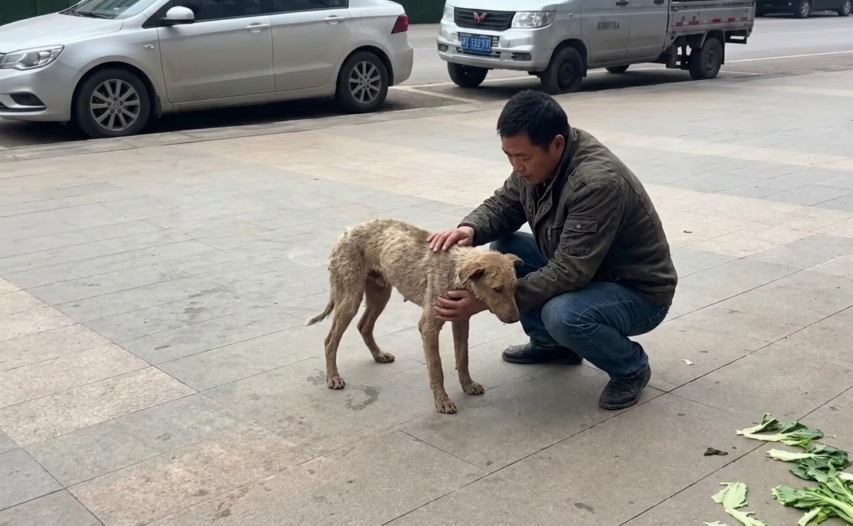 The Dog Who Slept Among Garbage Finally Learned What Safety Felt Like