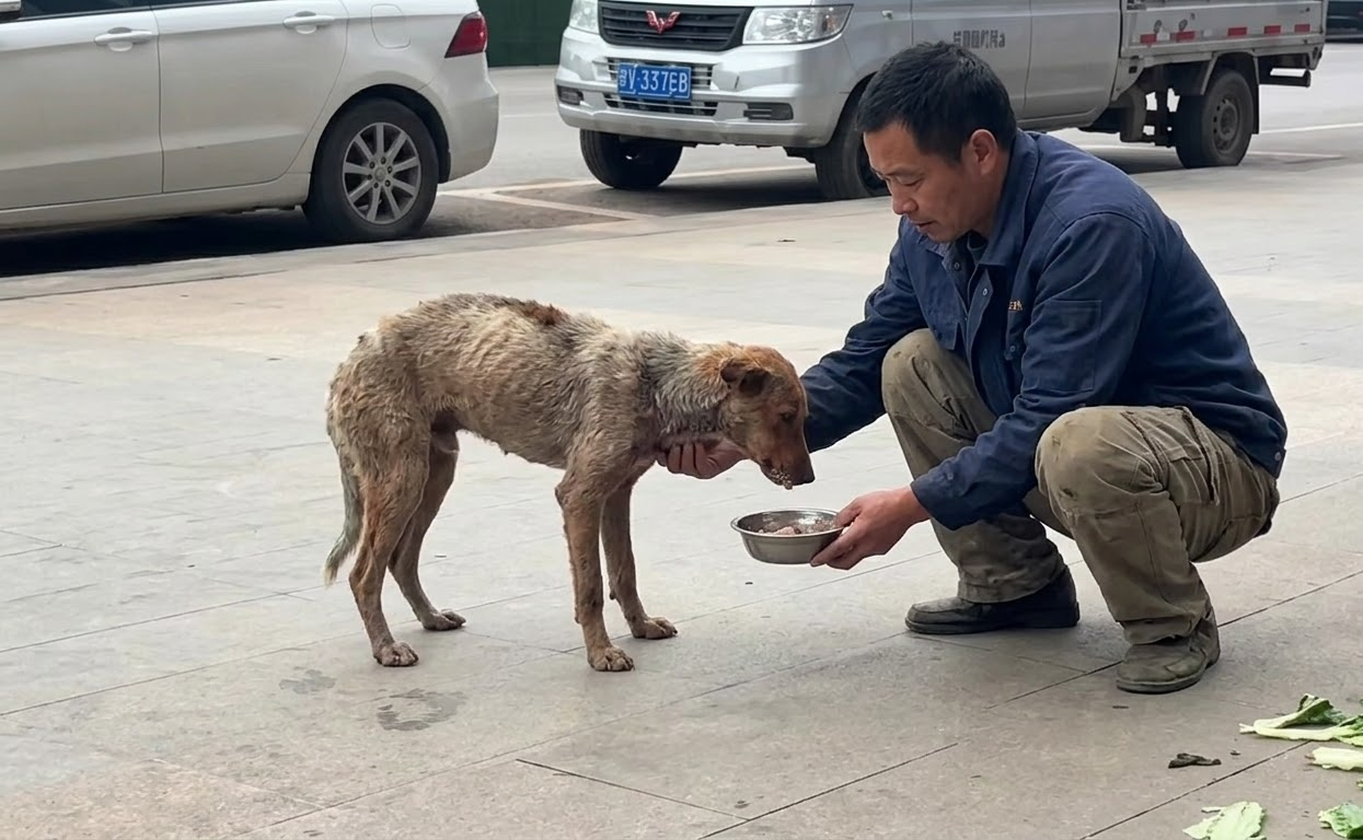The Dog Who Slept Among Garbage Finally Learned What Safety Felt Like