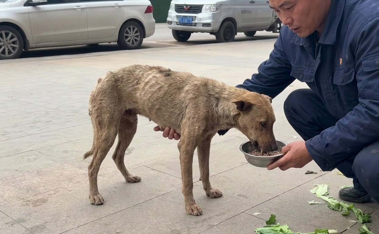 The Dog Who Slept Among Garbage Finally Learned What Safety Felt Like