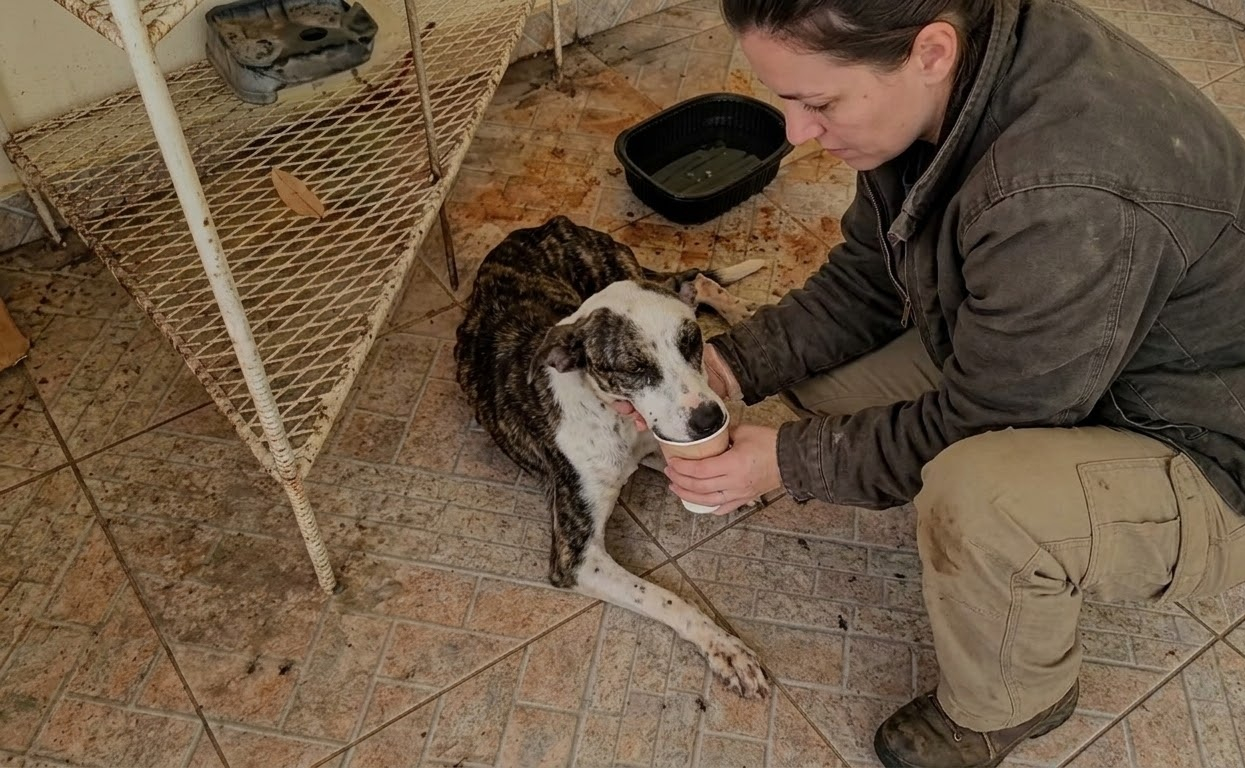 Junie Was Barely Alive When She Was Found, but One Emergency Treatment Changed Her Fight for Survival