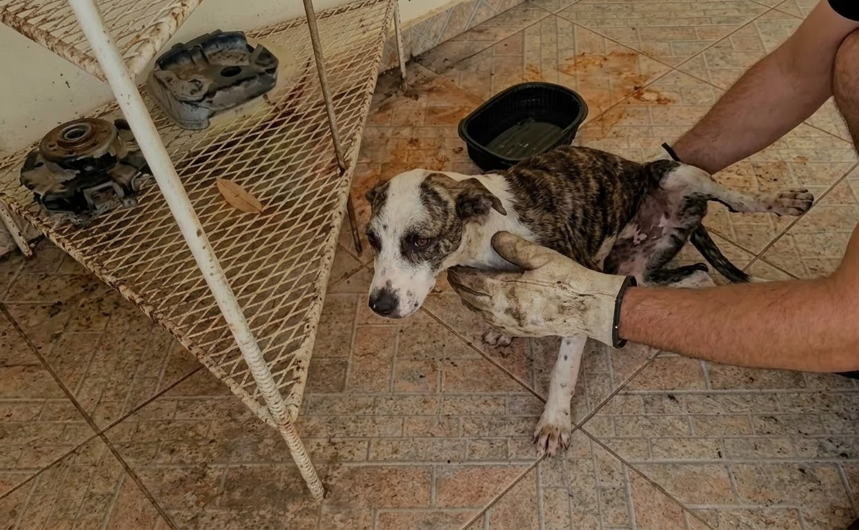 Junie Was Barely Alive When She Was Found, but One Emergency Treatment Changed Her Fight for Survival