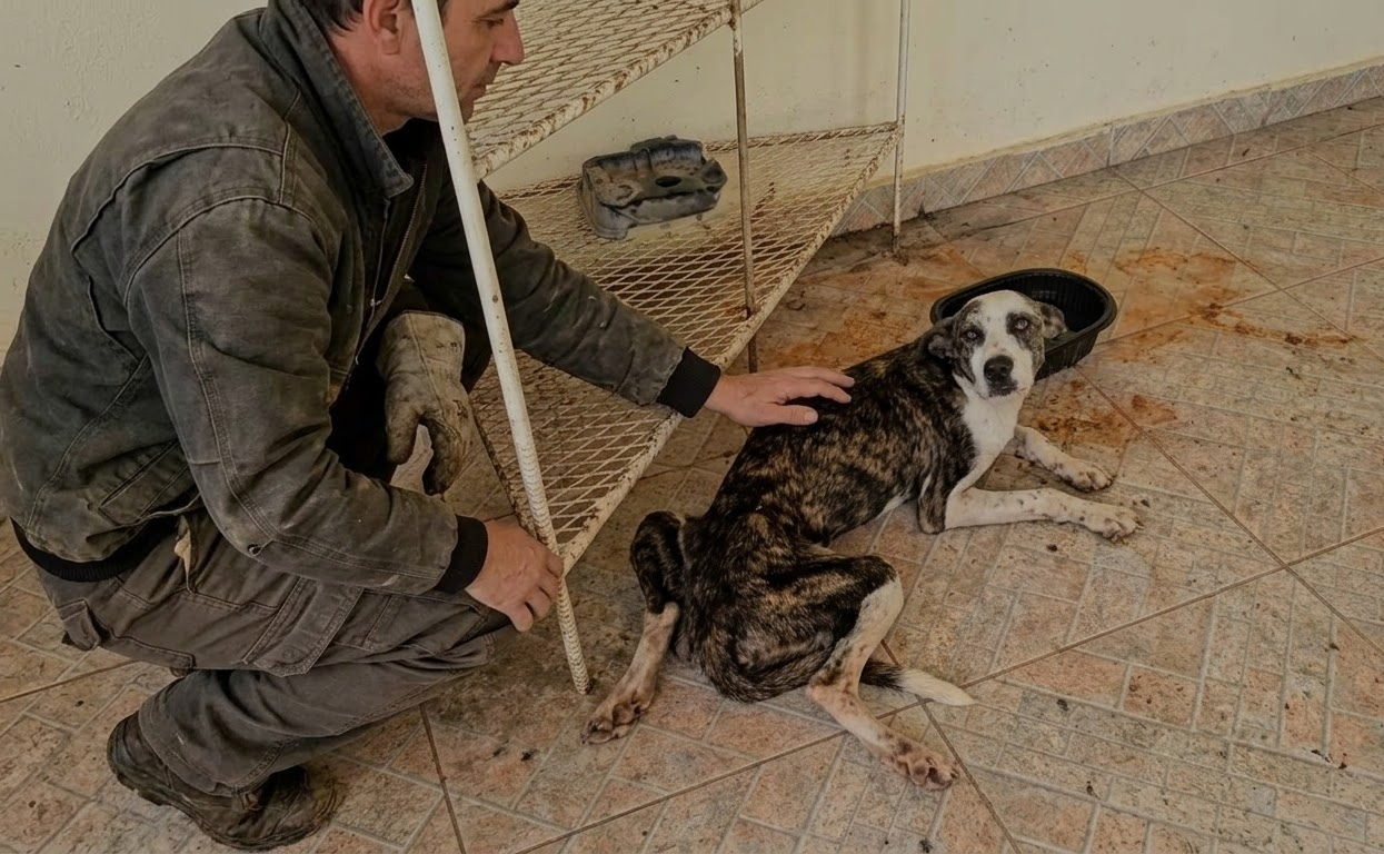 Junie Was Barely Alive When She Was Found, but One Emergency Treatment Changed Her Fight for Survival