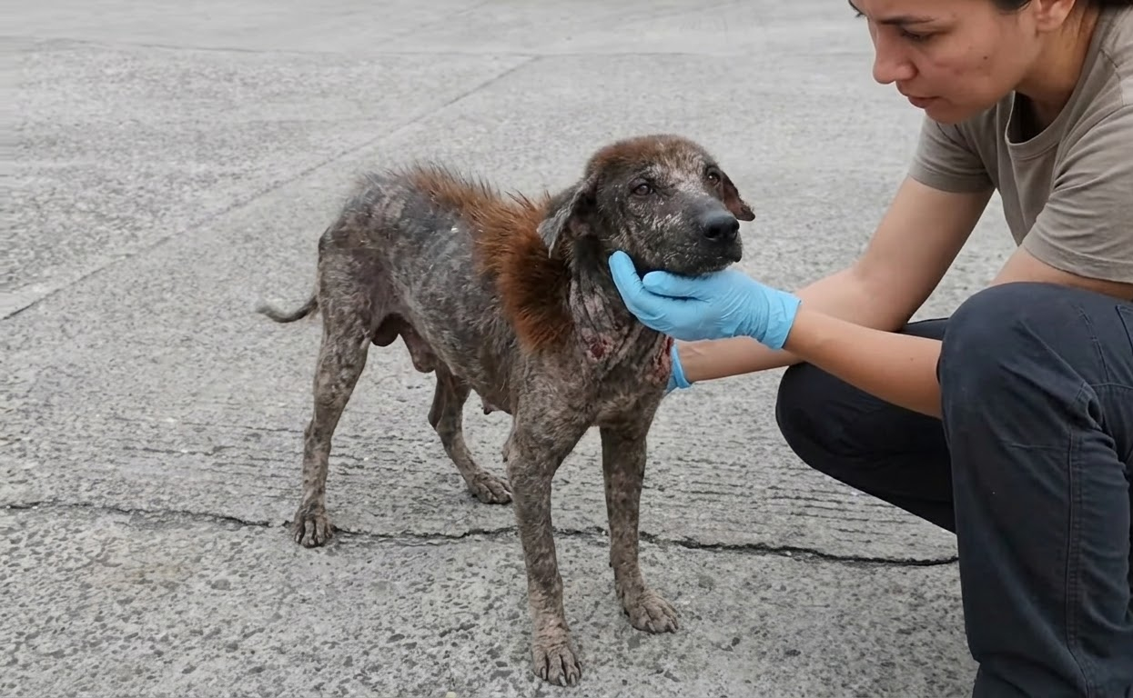 The Tiny Dog by the Road Could Hardly Stand—Then Her Strength Began to Return