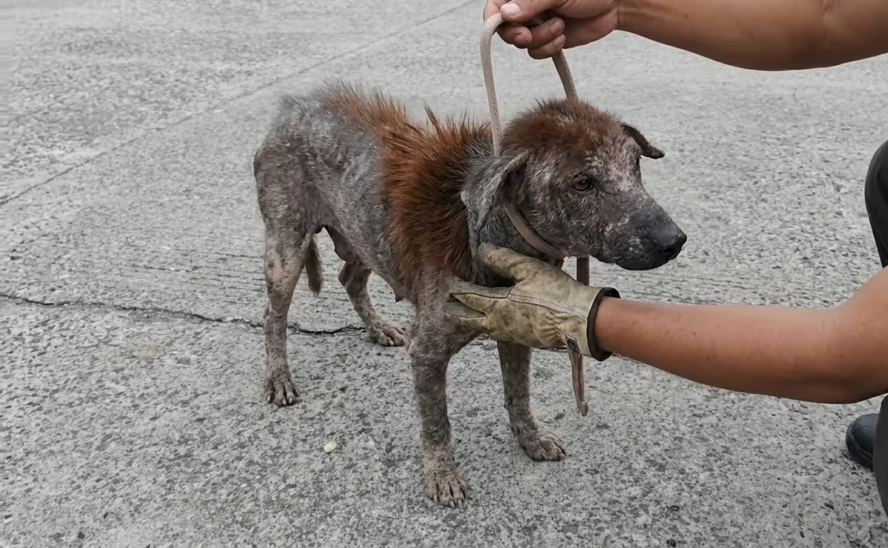 The Tiny Dog by the Road Could Hardly Stand—Then Her Strength Began to Return