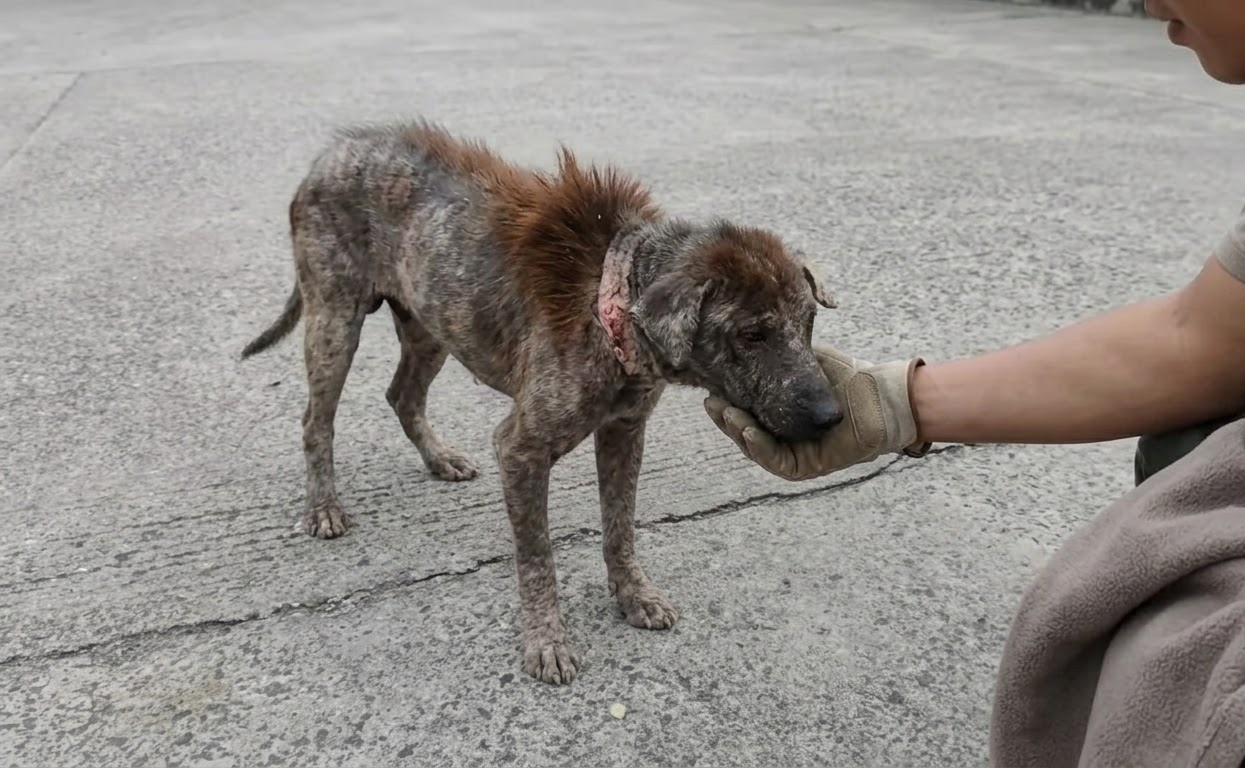 The Tiny Dog by the Road Could Hardly Stand—Then Her Strength Began to Return