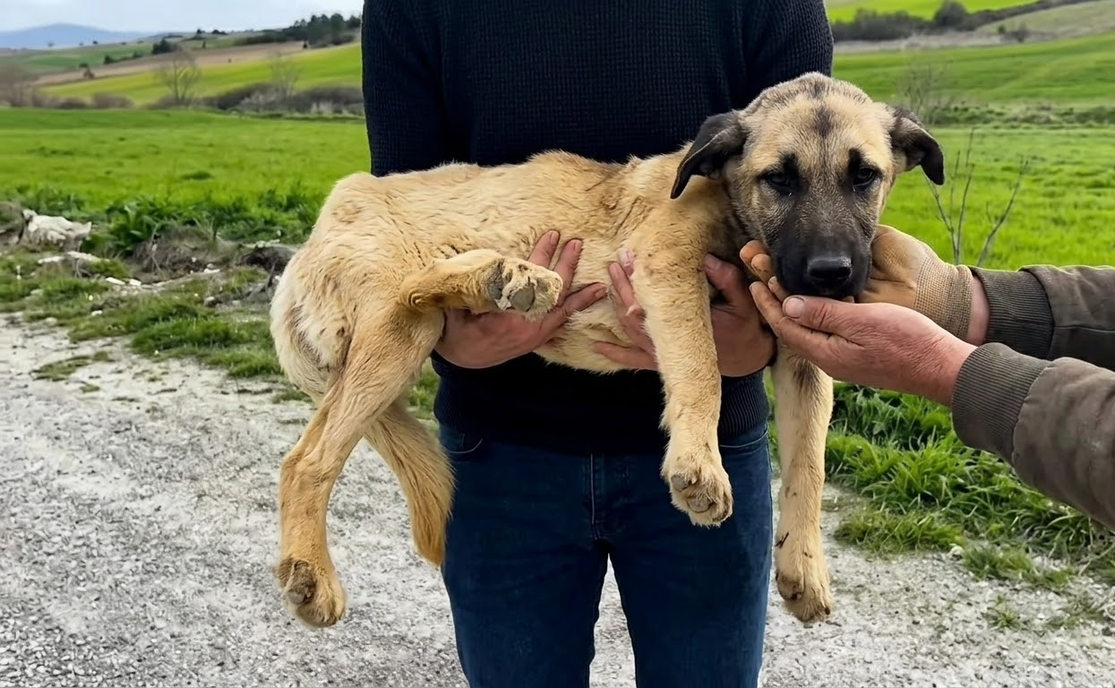 After a Cruel Fire Left Him Helpless, One Rescuer Became His Way Back