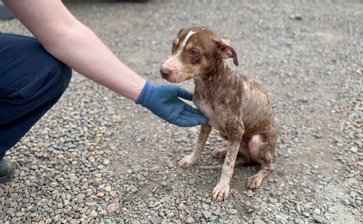 He Couldn’t Use His Back Legs, but a Set of Wheels Opened His World Again
