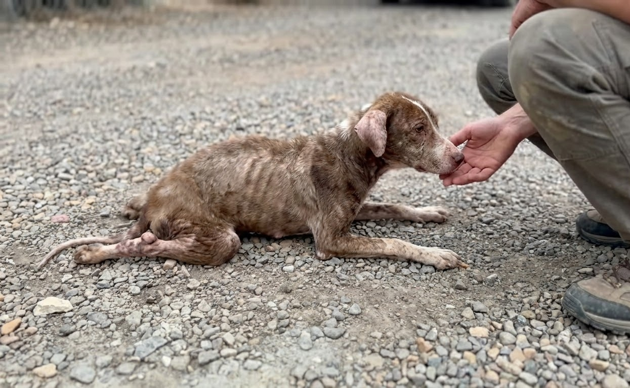 He Couldn’t Use His Back Legs, but a Set of Wheels Opened His World Again