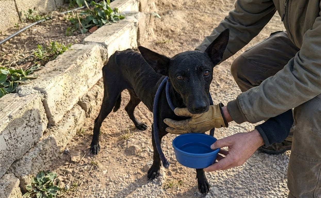 Hunger Led a Frightened Little Dog Into the Trap That Finally Brought Her to Safety