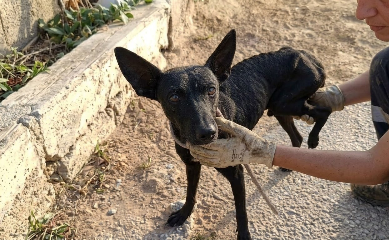 Hunger Led a Frightened Little Dog Into the Trap That Finally Brought Her to Safety