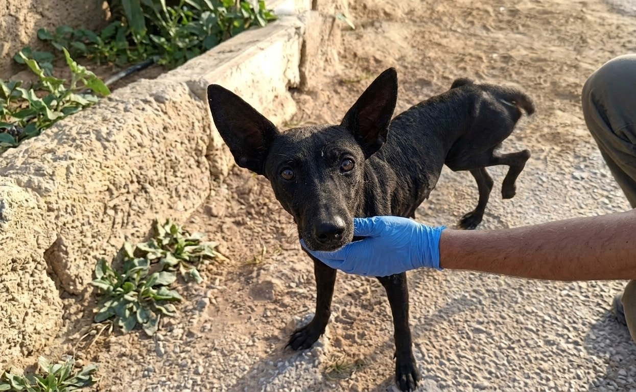 Hunger Led a Frightened Little Dog Into the Trap That Finally Brought Her to Safety