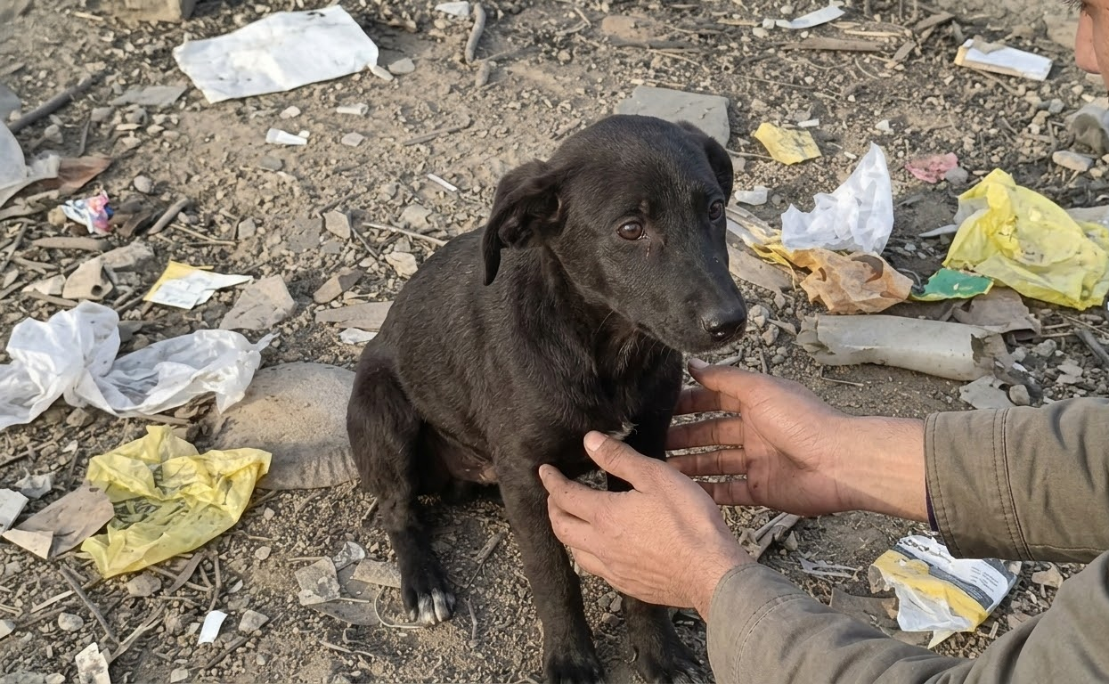 A Frail Puppy Was Fading on the Street Until a Stranger Chose to Stop