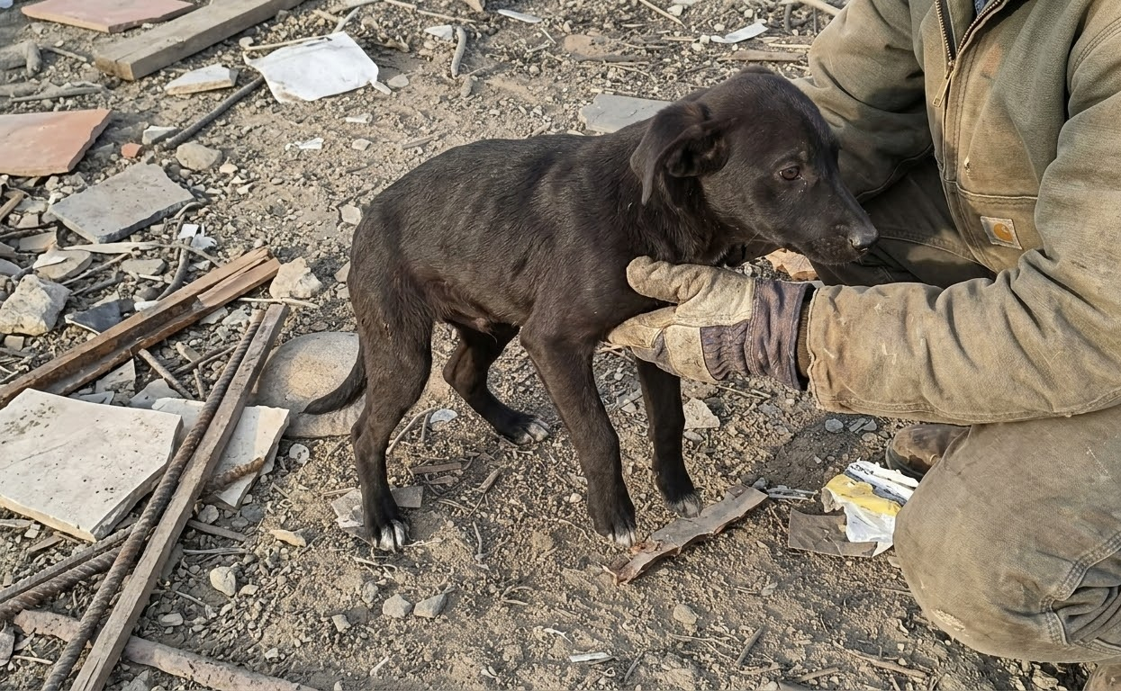 A Frail Puppy Was Fading on the Street Until a Stranger Chose to Stop