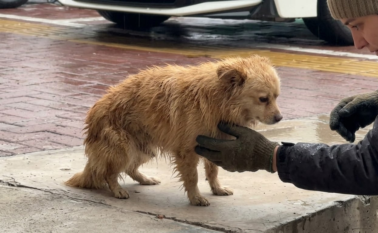 The Little Dog Who Crawled Through the Rain Finally Found His Feet Again