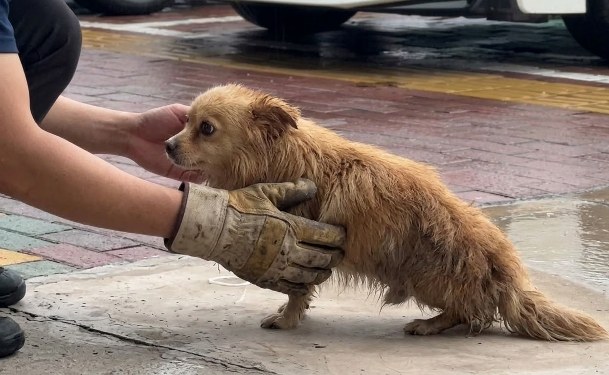 The Little Dog Who Crawled Through the Rain Finally Found His Feet Again