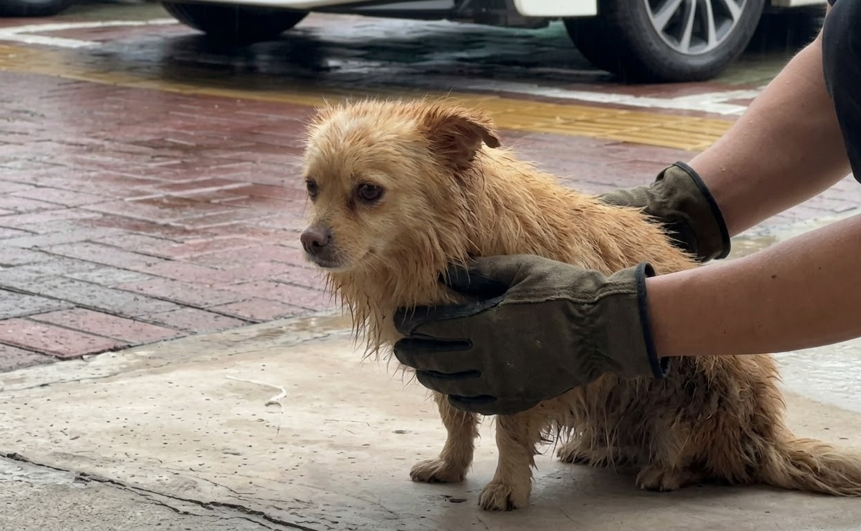The Little Dog Who Crawled Through the Rain Finally Found His Feet Again