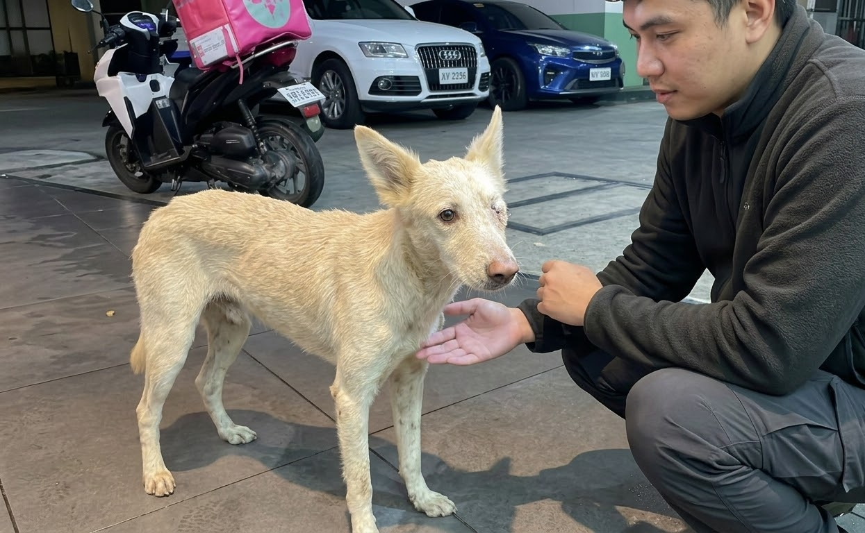 One Night, a Frail White Dog Crossed Paths With Someone Who Chose to Stay
