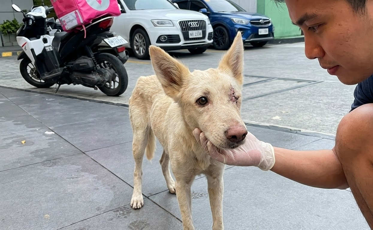 One Night, a Frail White Dog Crossed Paths With Someone Who Chose to Stay