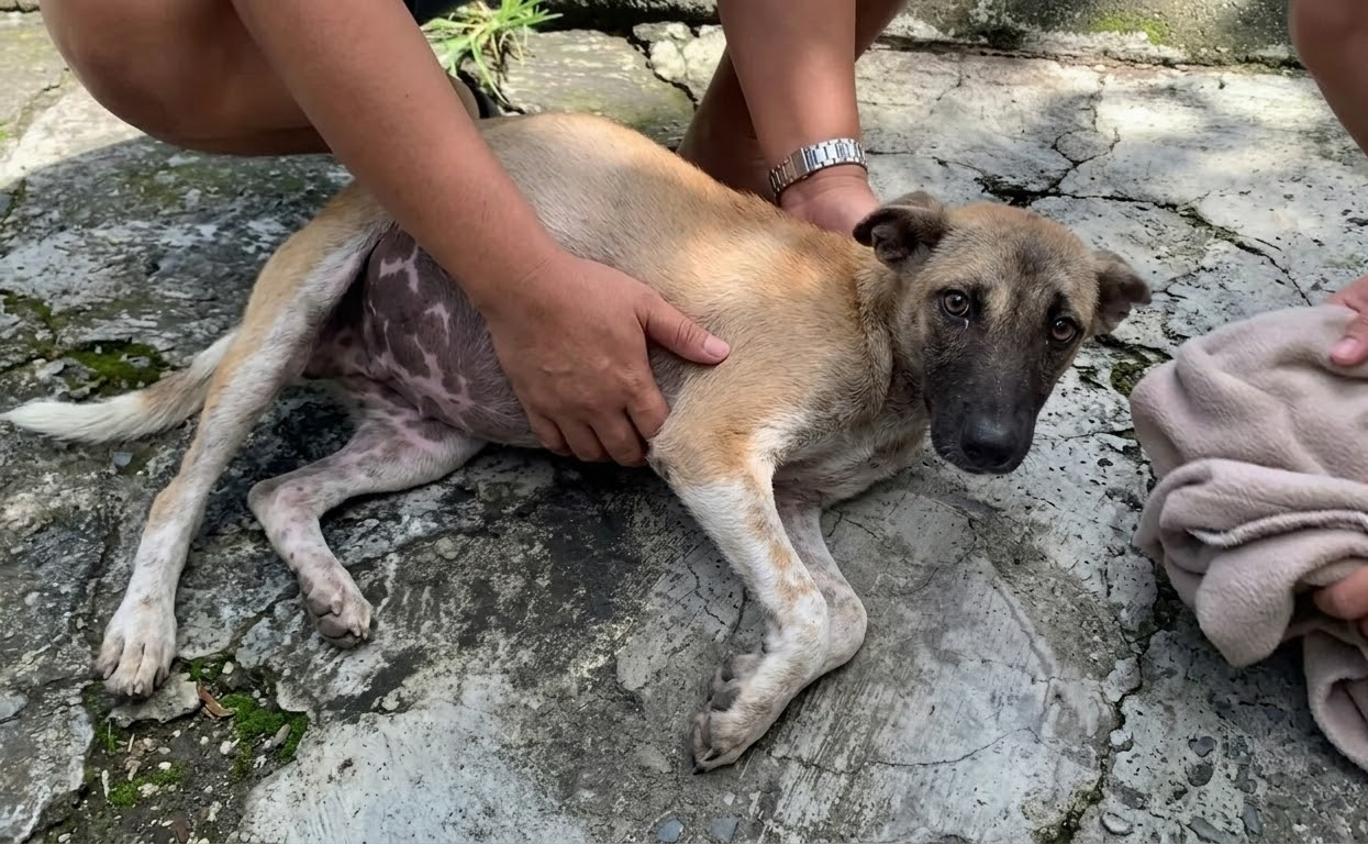 His Tiny Body Was Failing, but the Puppy Refused to Stop Fighting