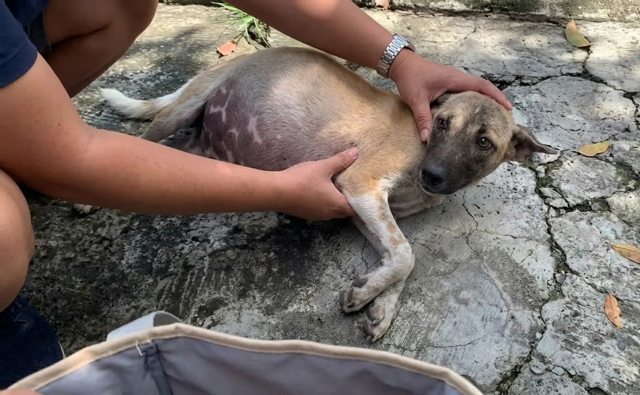 His Tiny Body Was Failing, but the Puppy Refused to Stop Fighting